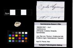 Foto (Objekt + Etikett) von Cyclothyreus sp.  (NHMW-GEO-1990-0041-2627)